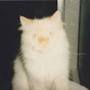 Meet your Posher, Aceo